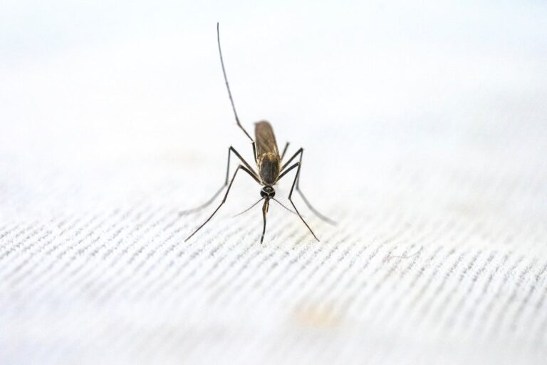 Quais as sequelas que a dengue pode deixar a pessoa? sequelas que a dengue pode deixar a pessoa