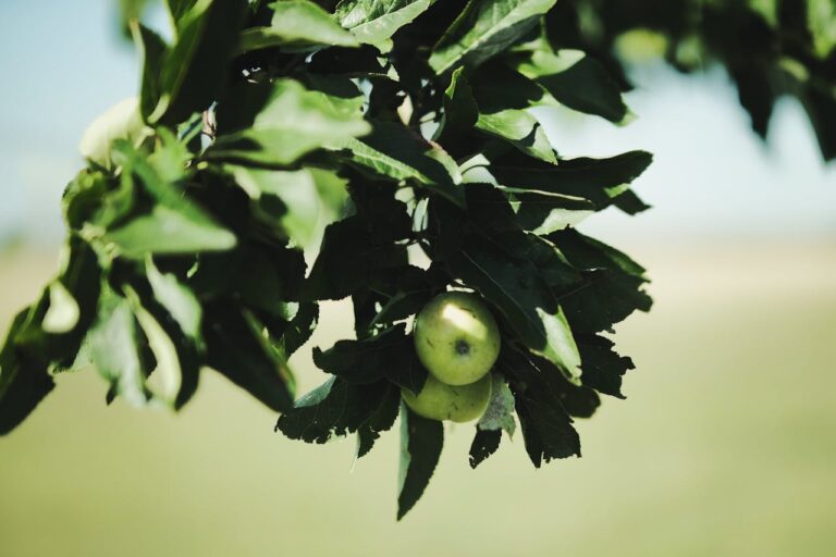 significa sonhar com frutas para o jogo do bicho